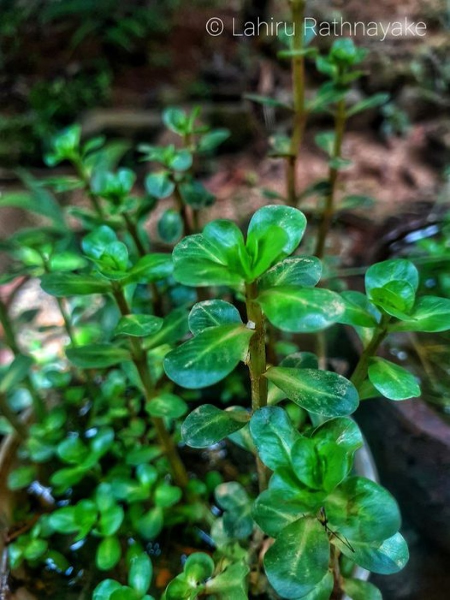 Rotala indica (Willd.) Koehne